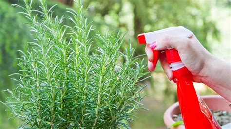 moisture meter rosemary|best time to water rosemary.